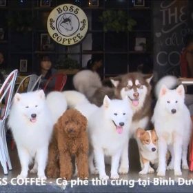 Dia Diem Binh Duong Boss Cafe (10)
