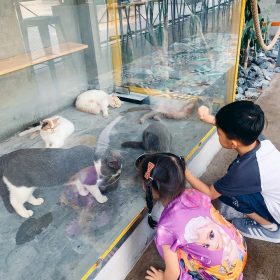 Royalland Pet Store Cafe Thu Cung Tai Binh Duong (4)